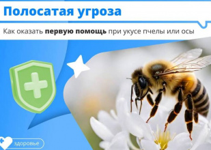 Как оказать первую помощь при укусе пчелы или осы?